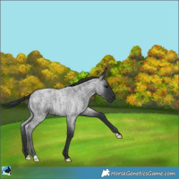Horse Color:Blue Roan 