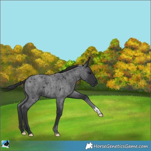 Horse Color:Blue Roan Tobiano 