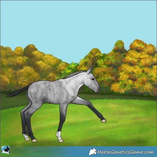 Horse Color:Blue Roan 