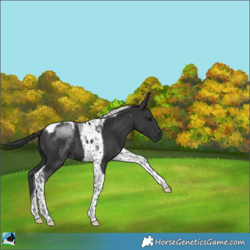 Horse Color:Black Tobiano 