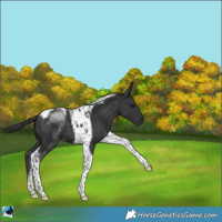 Horse Color:Black Tobiano