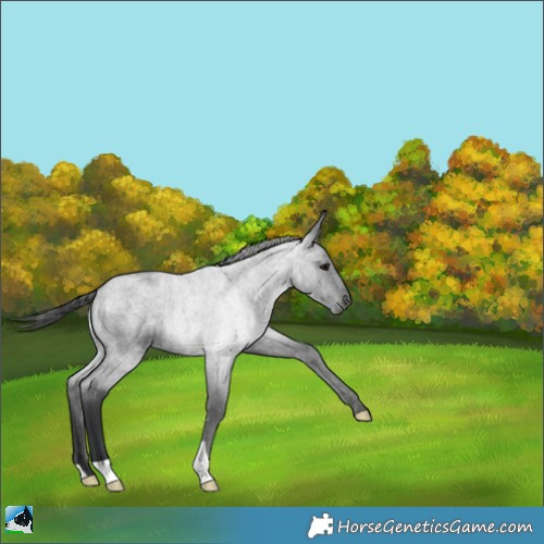 Horse Color:Blue Roan 
