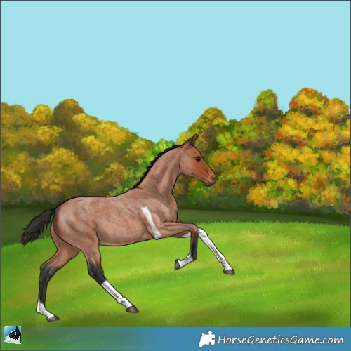 Horse Color:Bay Roan Tobiano