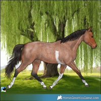 Horse Color:Bay Roan Tobiano 