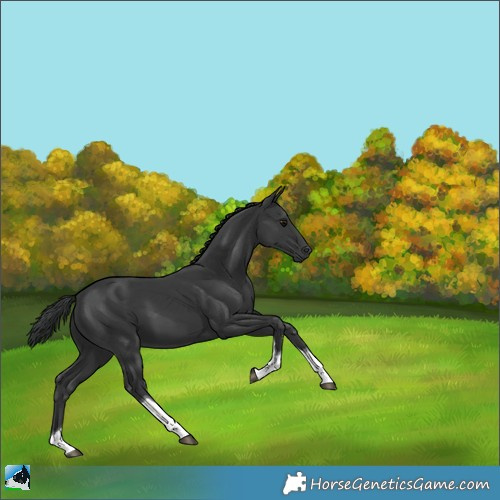 Horse Color:Black Tobiano 