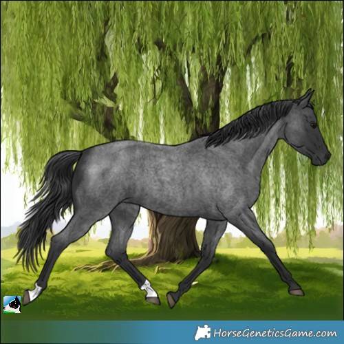 Horse Color:Blue Roan 