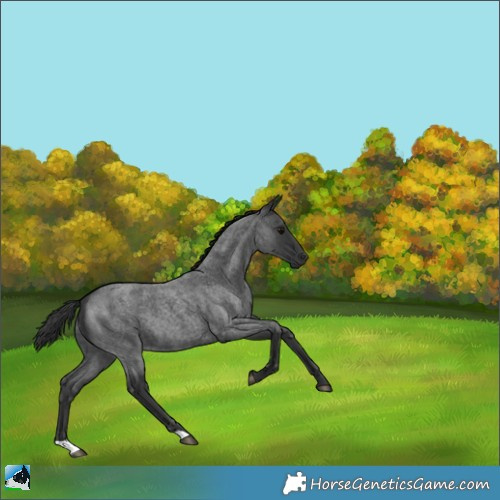 Horse Color:Blue Roan