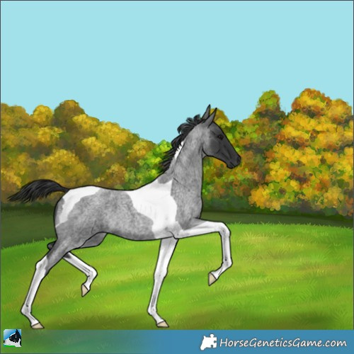 Horse Color:Blue Roan Tobiano 