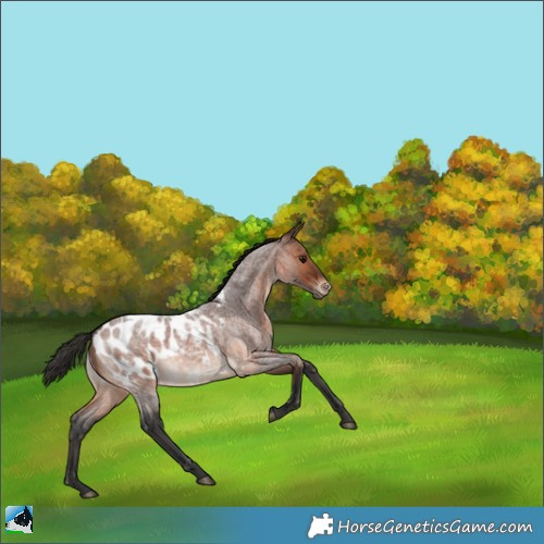 Horse Color:Brown Roan Appaloosa 