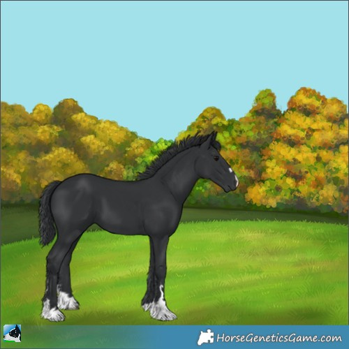 Horse Color:Black 