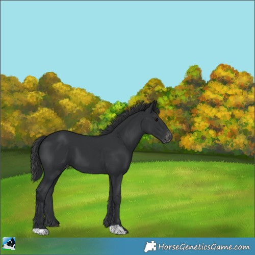 Horse Color:Black Appaloosa 