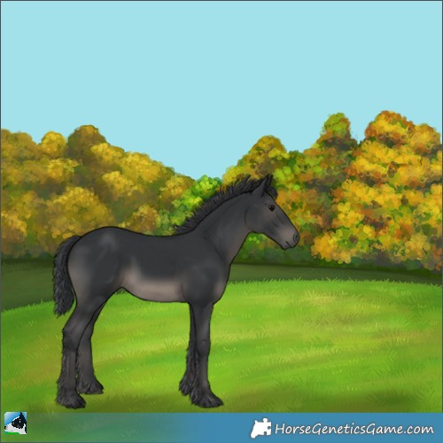 Horse Color:Black 