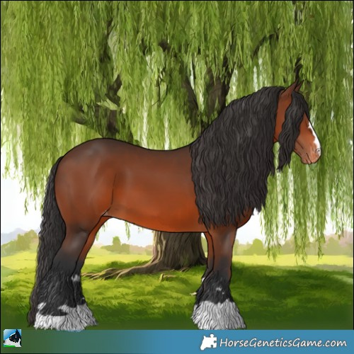 Horse Color:Brown Appaloosa 