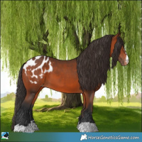 Horse Color:Bay Appaloosa 