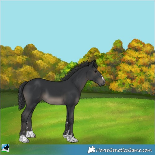 Horse Color:Black 