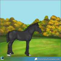 Horse Color:Black 