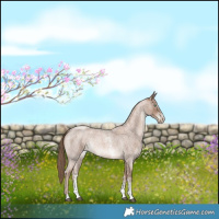 Horse Color:Blue Roan Pearl Sabino Rabicano 