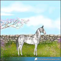 Horse Color:Grullo Sabino Rabicano