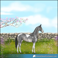 Horse Color:Black Sabino Tobiano Rabicano 