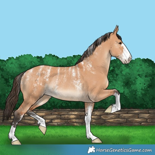 Horse Color:Powder White Bay Dun Rabicano 
