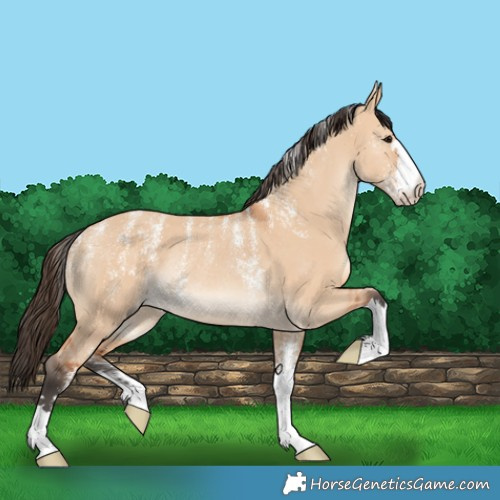 Horse Color:Powder White Bay Dun Rabicano 
