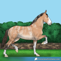 Horse Color:Powder White Bay Dun Rabicano 