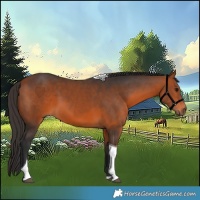 Horse Color:Bay Tobiano 