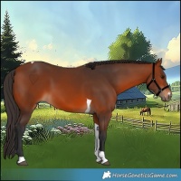 Horse Color:Bay Tobiano