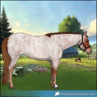 Horse Color:Red Roan 
