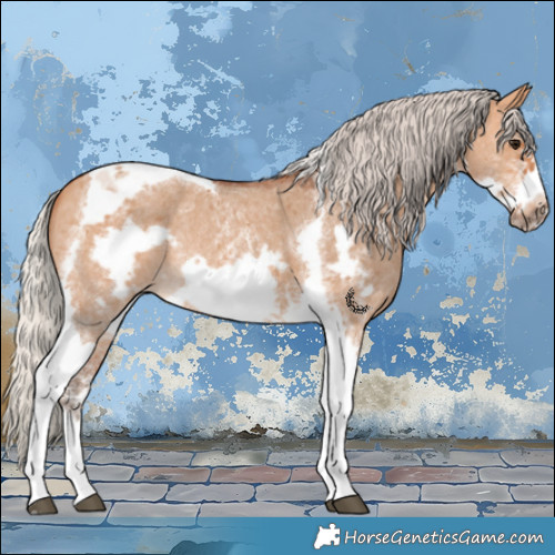 Horse Color:Silver Bay Dun Sabino Tobiano Frame Rabicano 