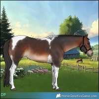 Horse Color:Brown Tobiano 