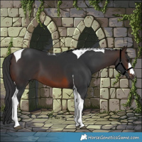 Horse Color:Brown Tobiano 