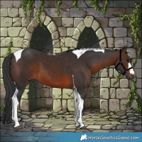 Horse Color:Brown Tobiano 