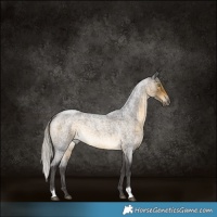 Horse Color:Silver Buckskin Roan Rabicano 