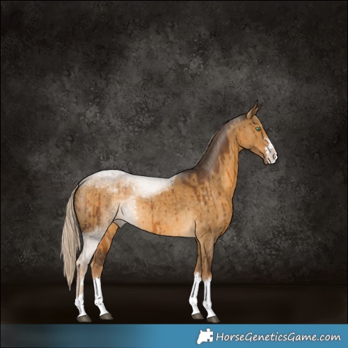 Horse Color:Chocolate Palomino Dun Rabicano Brindle
