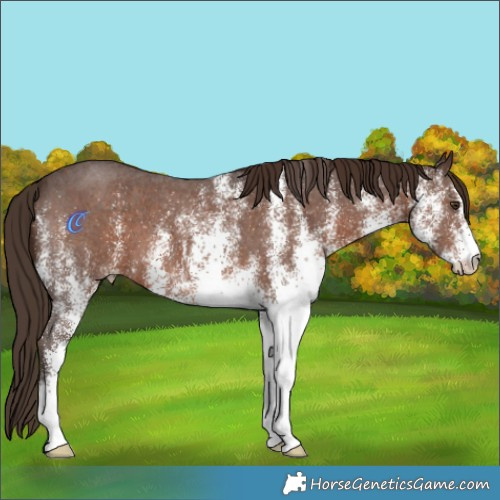 Horse Color:White Spotted Liver Chestnut 