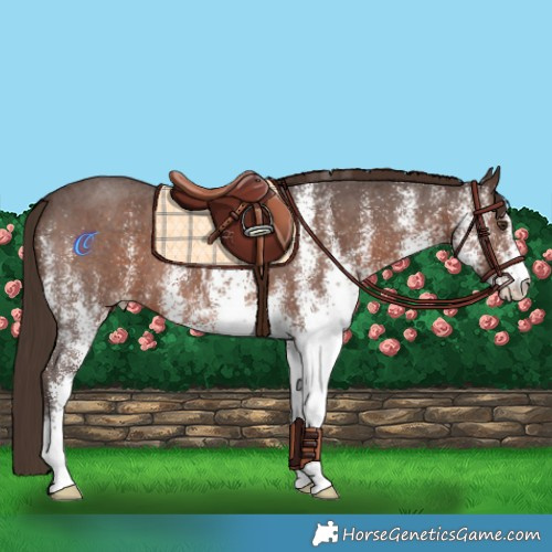 Horse Color:White Spotted Liver Chestnut 