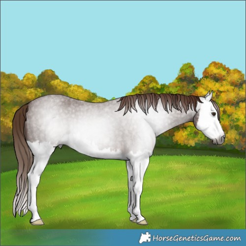Horse Color:Gray Red Roan Splash 