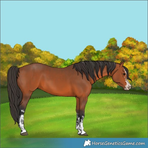 Horse Color:Bay  and Bay 