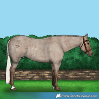 Horse Color:Silver Grullo Roan 