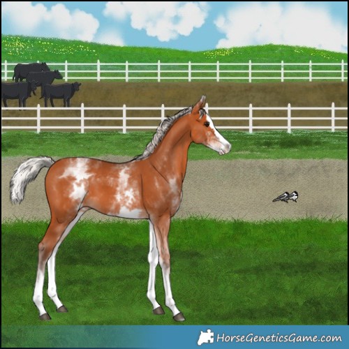 Horse Color:White Spotted Silver Bay Splash 