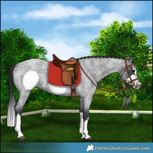 Horse Color:Blue Roan Splash Frame 
