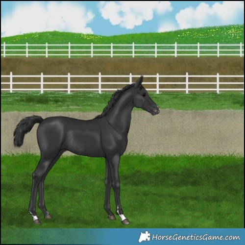Horse Color:Black Varnish Rabicano 