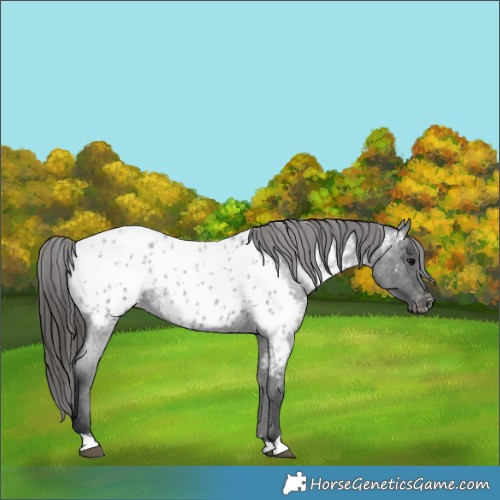 Horse Color:Blue Roan Near Leopard 