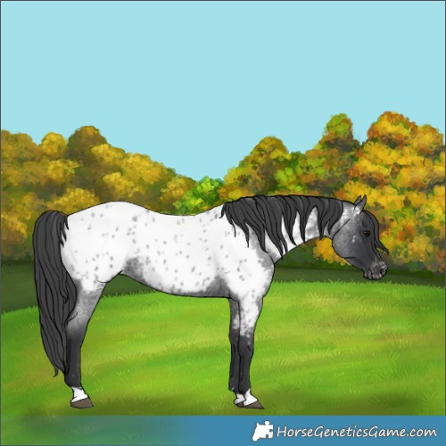 Horse Color:Blue Roan Near Leopard 