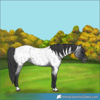 Horse Color:Blue Roan Near Leopard 