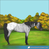 Horse Color:Blue Roan Blanket
