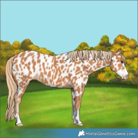 Horse Color:Chestnut Appaloosa