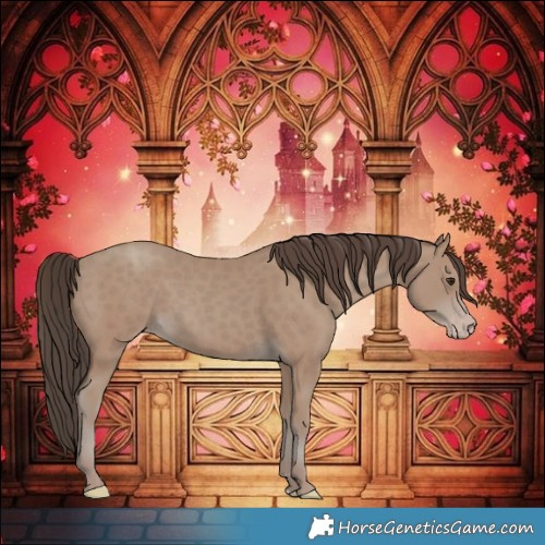 Horse Color:Classic Champagne Rabicano 