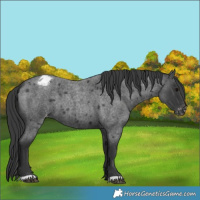 Horse Color:Blue Roan Appaloosa 